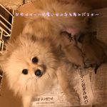 ポメラニアン お市ママ ウルフセーブル 小ぶりサイズ