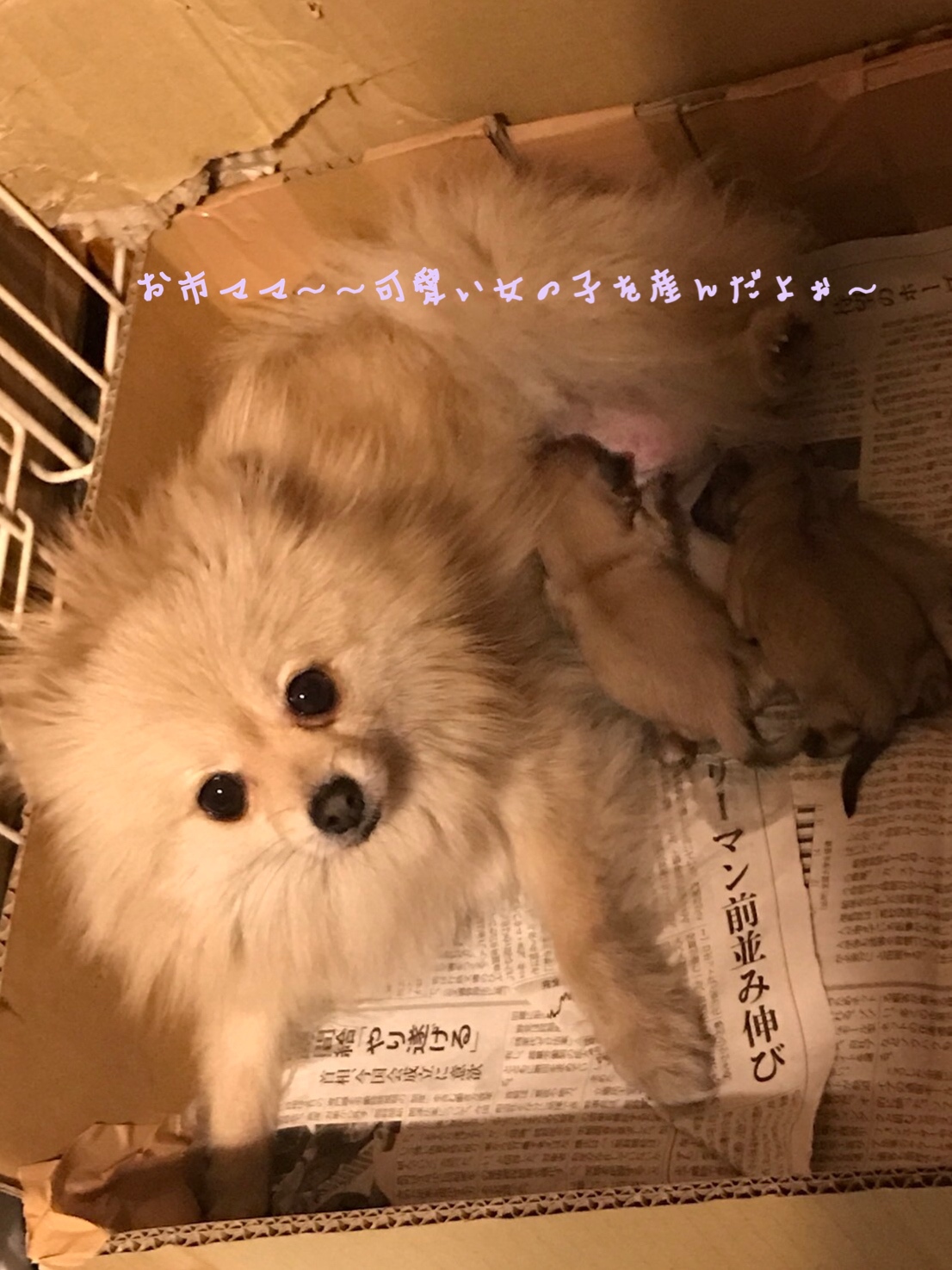 ポメラニアン お市ママ ウルフセーブル 小ぶりサイズ