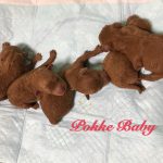 トイプードル レッド 5頭兄妹 生まれたて