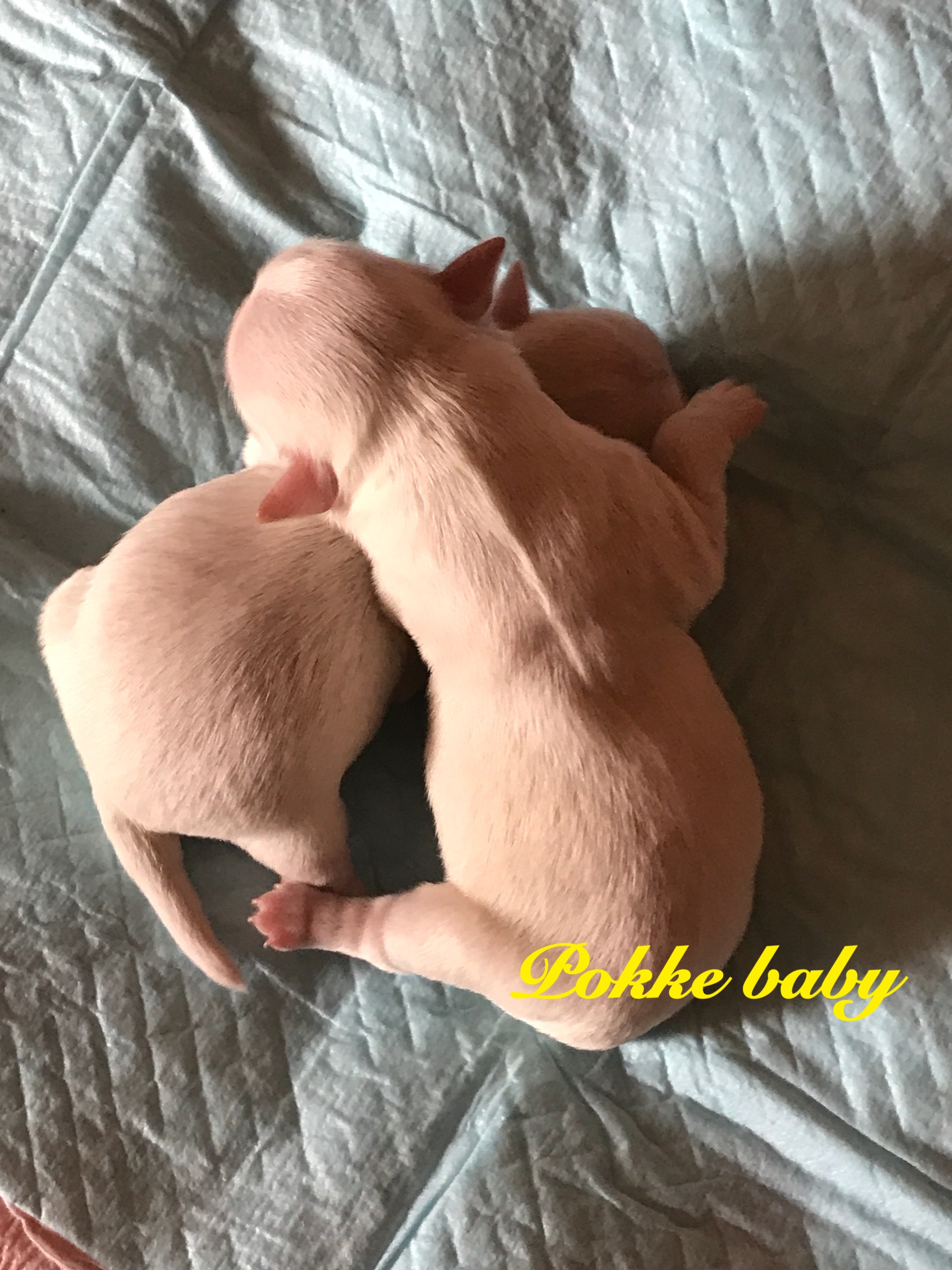 チワワ クリーム 自家繁殖