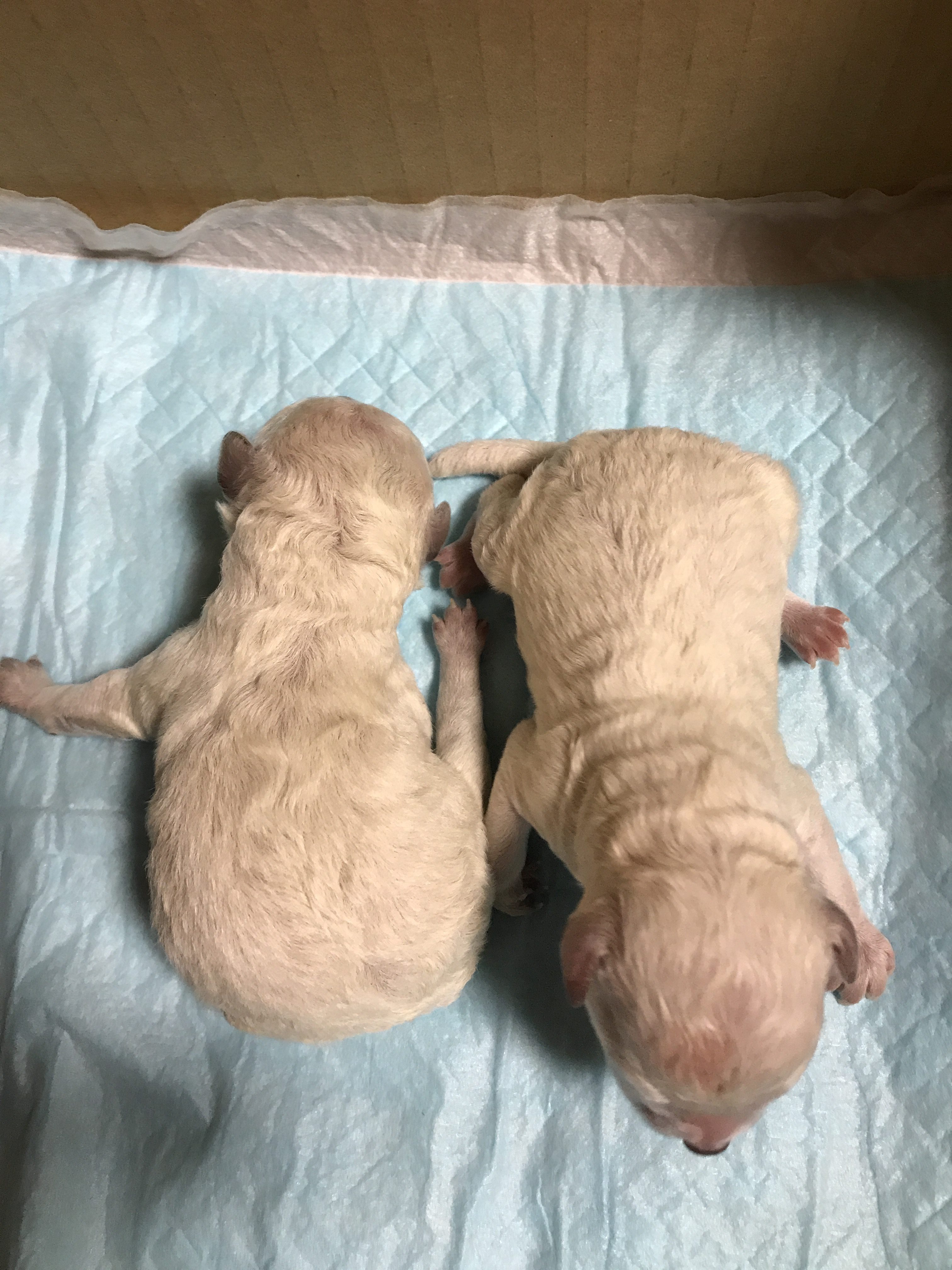 トイプードル 仔犬販売 小ぶりサイズ