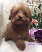 トイプードル 男の子 自家繁殖 子犬