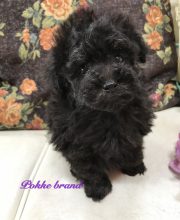 トイプードル ブラック 男の子