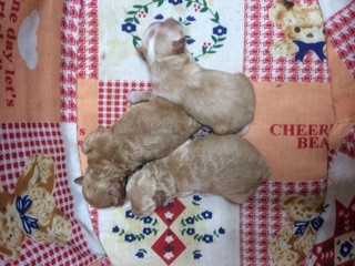ミックス犬 トイプードル×マルチーズ