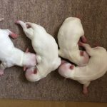 チワワ クリーム 仔犬販売