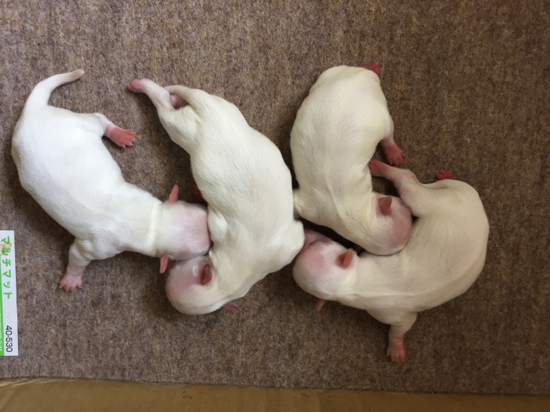 チワワ クリーム 仔犬販売