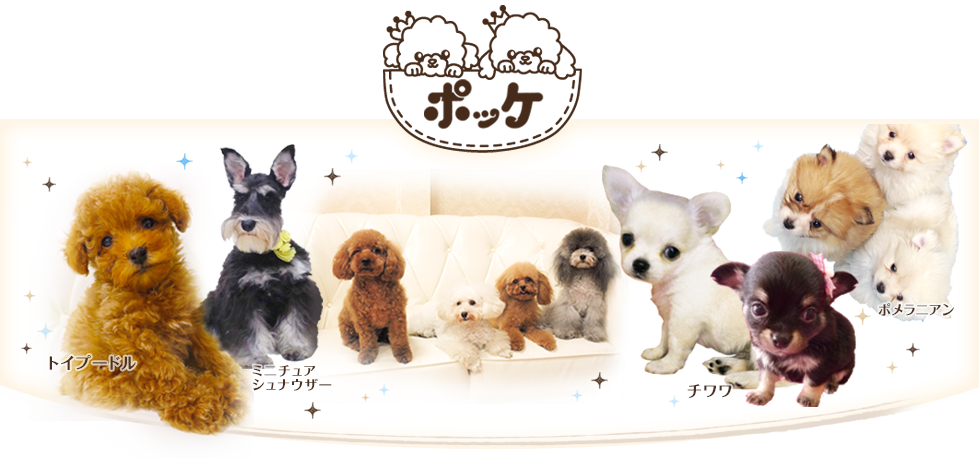 子犬販売情報満載 子犬販売はペットコンシェルジュが在籍する名古屋ポッケ 子犬販売ポッケ 名古屋 しつけ教室 販売 子犬を迎える日のために