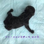 トイプードル シルバー 女の子 子犬販売