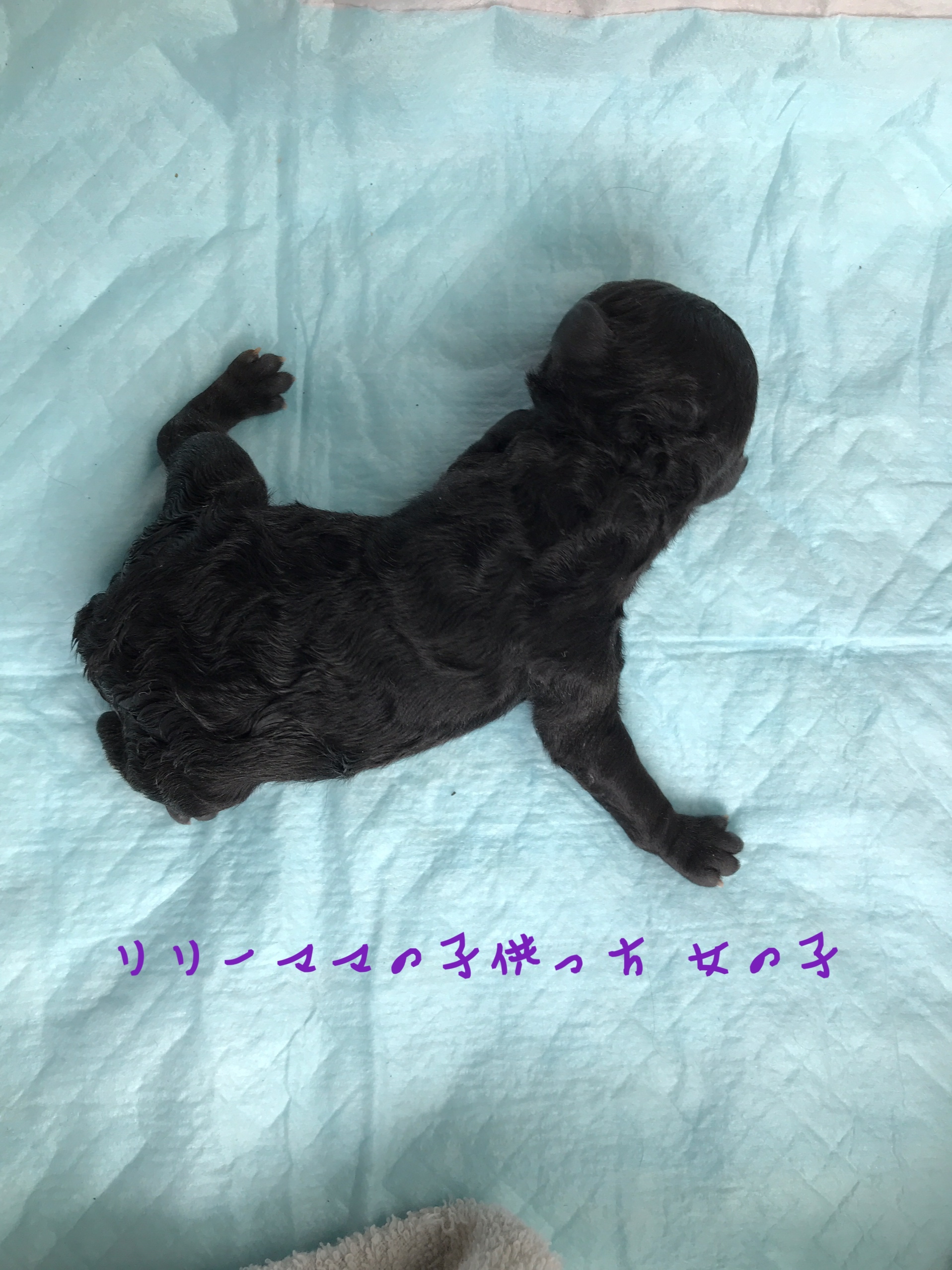 トイプードル シルバー 女の子 子犬販売