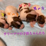パピヨン