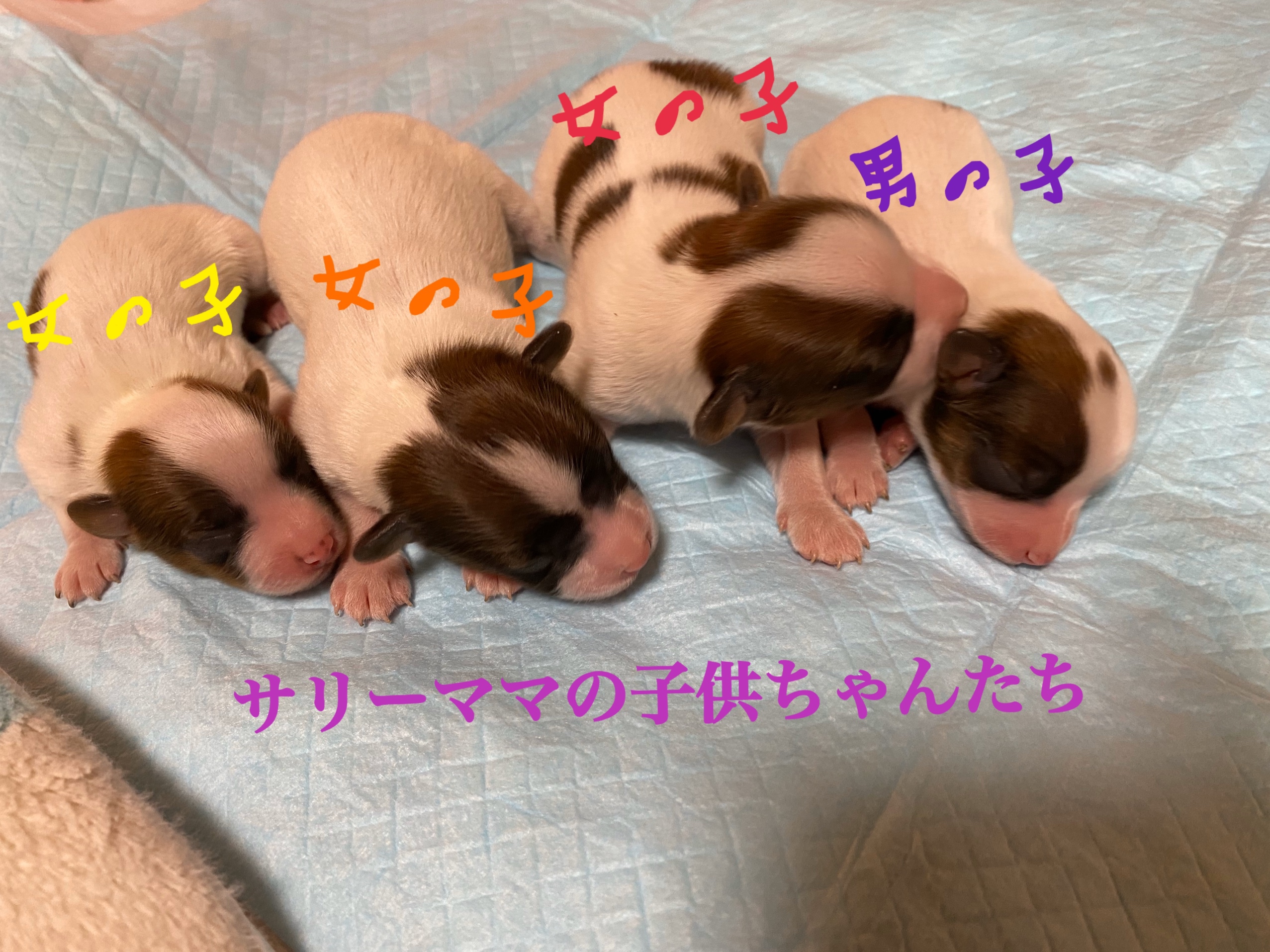 パピヨン