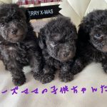 トイプードル シルバー 仔犬販売