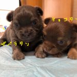 チワワ デビュー前 チョコレート&タン イザベラ&タン