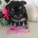 チワワ ブラック&タン 男の子