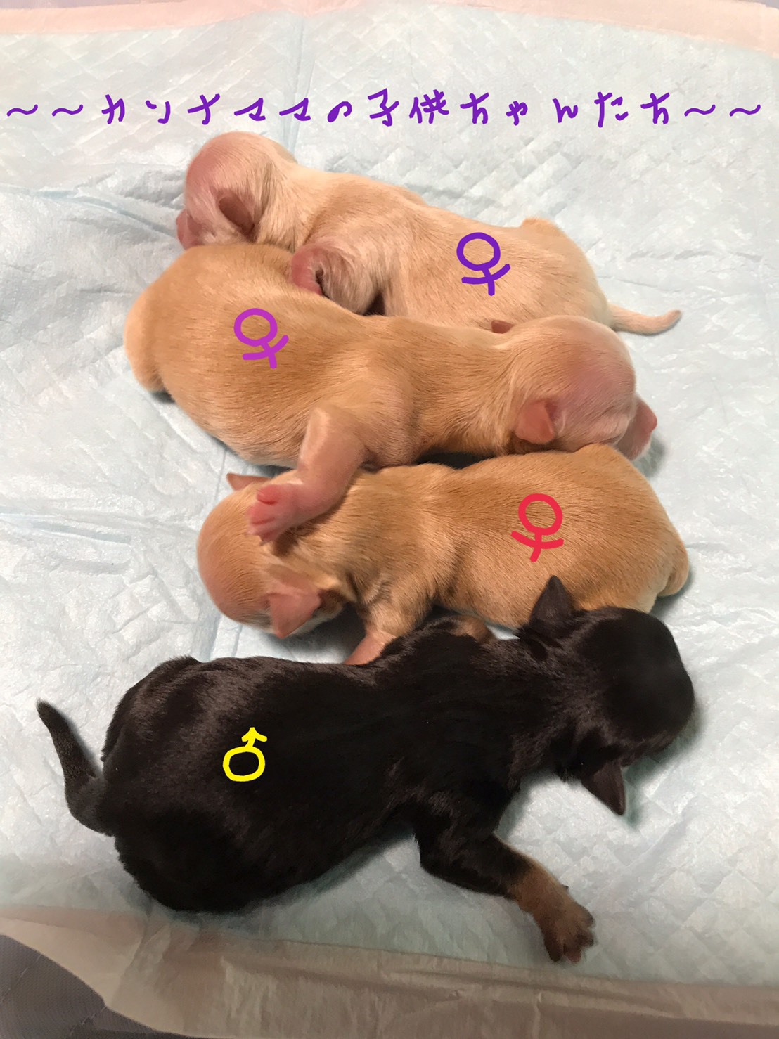 チワワ 子犬販売 生まれました