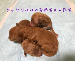 トイプードル　仔犬販売　自家繁殖