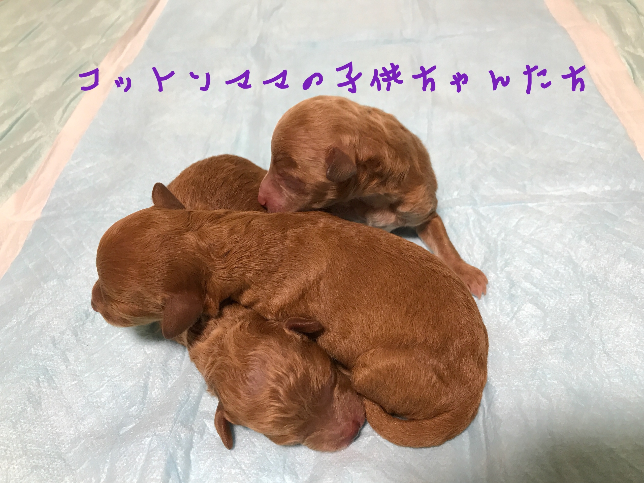 トイプードル 仔犬販売 自家繁殖