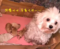 Mix犬　マルチーズ×トイプードル　仔犬