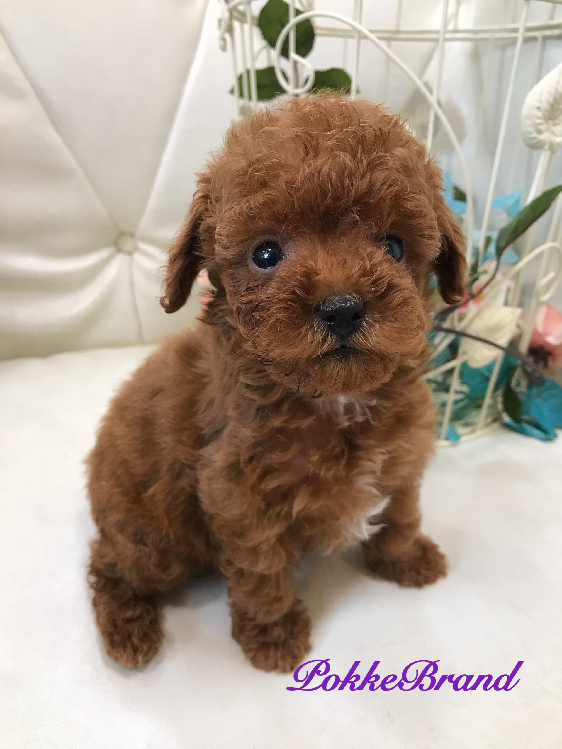 トイプードル 男の子 ティーカップサイズ レッド