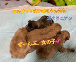 ポメラニアン　仔犬販売