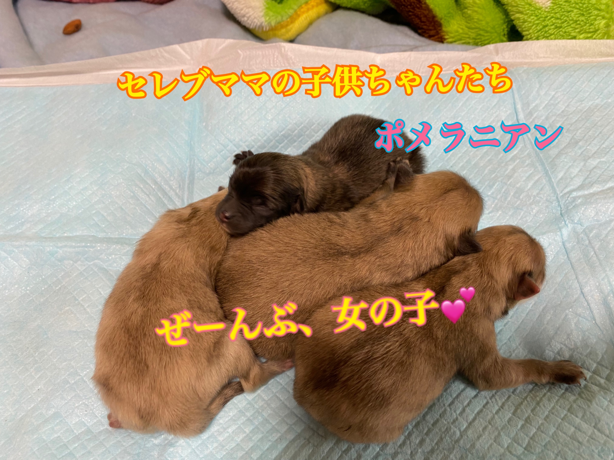 ポメラニアン 仔犬販売