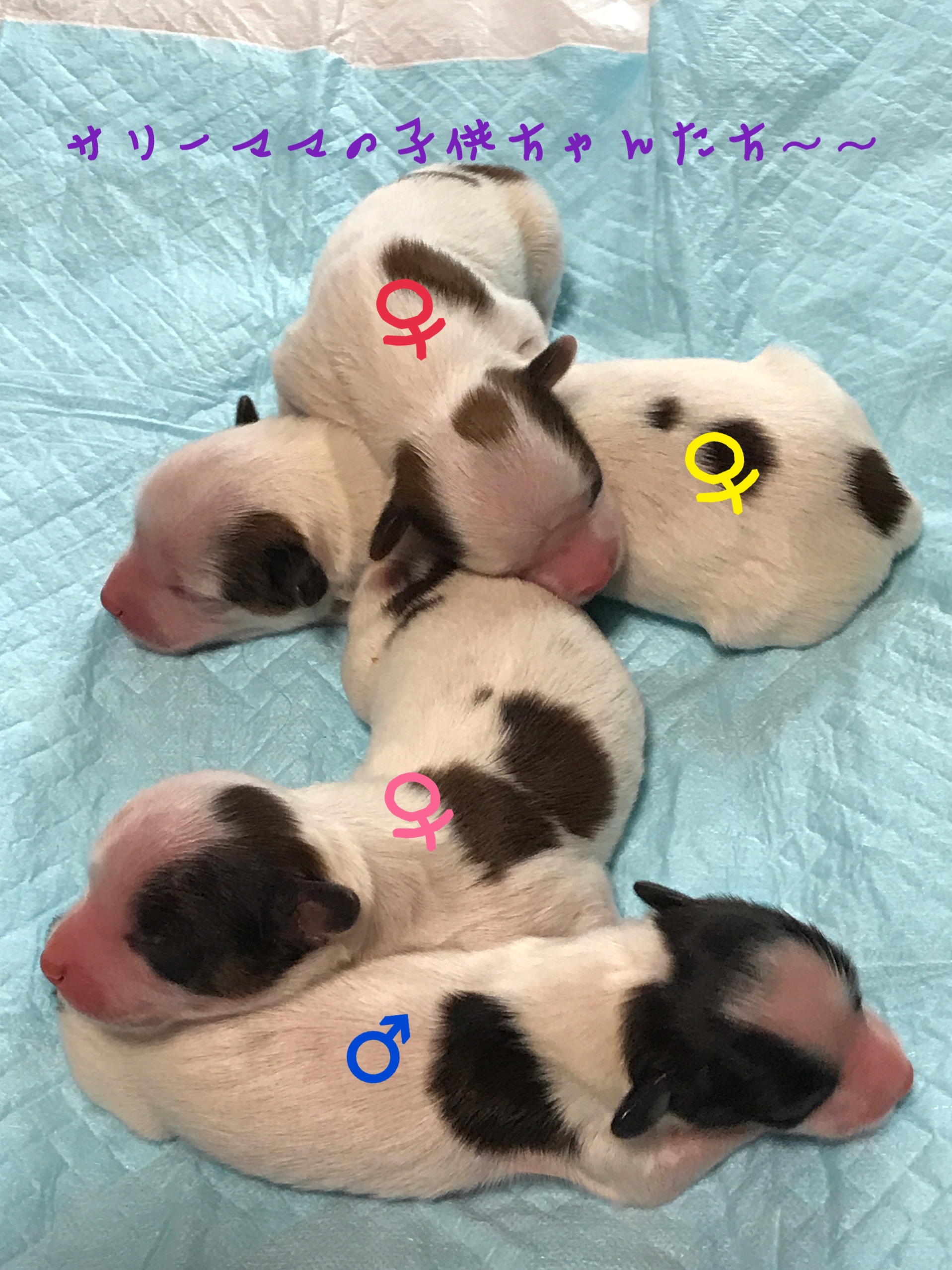 パピヨン 自家繁殖 子犬販売