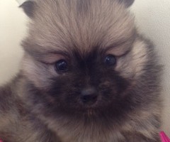 ポメラニアン
