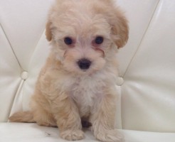 ミックス犬　＜トイプードル×マルチーズ＞