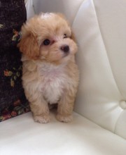 ミックス犬＜トイプードル×マルチーズ＞
