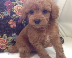 トイプードル　レッド
