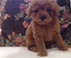 トイプードル　レッド　オス