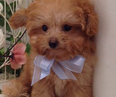 トイプードル　レッド