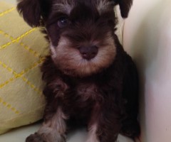 ミニチュアシュナウザー　長女