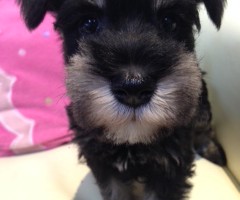 ミニチュアシュナウザー　ブラックシルバー　オス