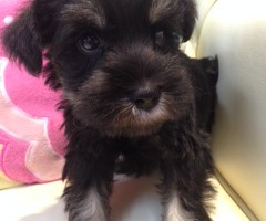 ミニチュアシュナウザー　ブラックシルバー