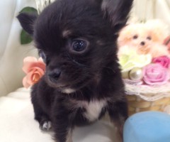 チワワ　ブラック＆タン　男の子