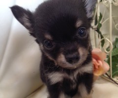 チワワ　ブラック＆タン　女の子