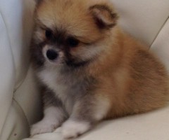 ポメラニアン　オレンジ