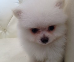 ポメラニアン　ホワイト
