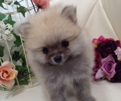 ポメラニアン　ウルフセーブル　稀少カラー