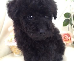 トイプードル　シルバーベージュ