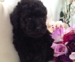 トイプードル　シルバーベージュ