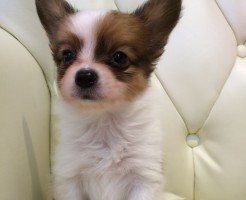 パピヨン　オス