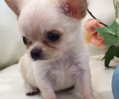 チワワ　クリーム　男の子