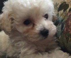 トイプードル　スマッシュ犬舎血統