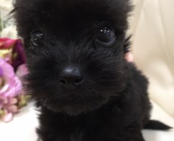 ミックス犬