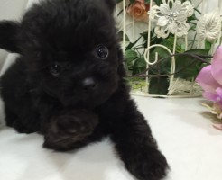mix犬
