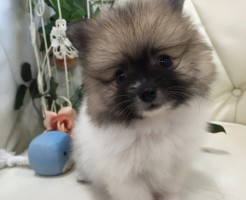 ポメラニアン　パーティーカラー