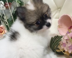 ポメラニアン　パーティーカラー
