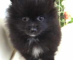 ポメラニアン　ブラック